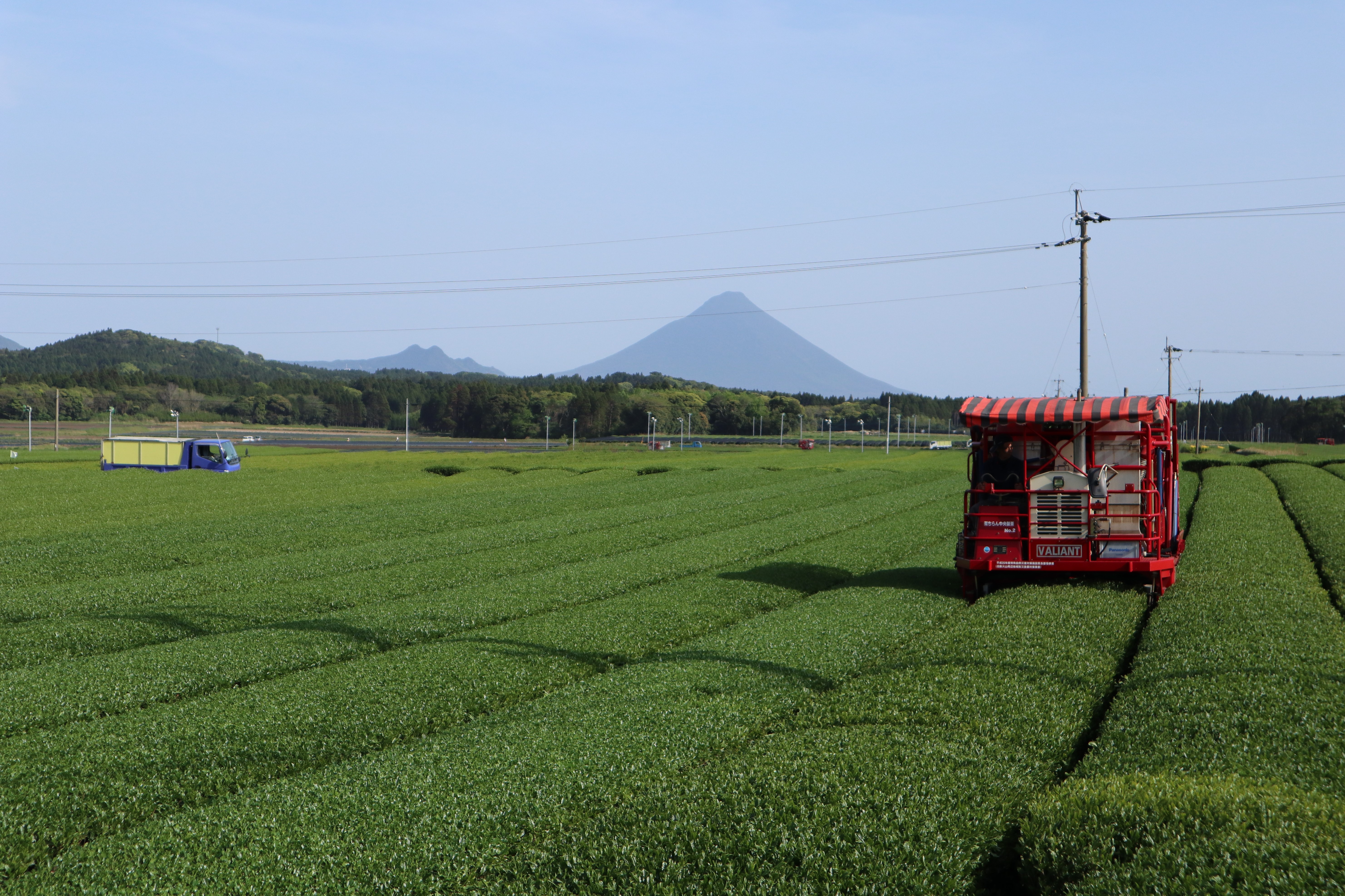 鹿児島新茶速報！